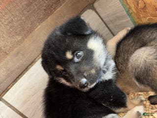 Gerberian Shepsky dogs Purple - Ad 2