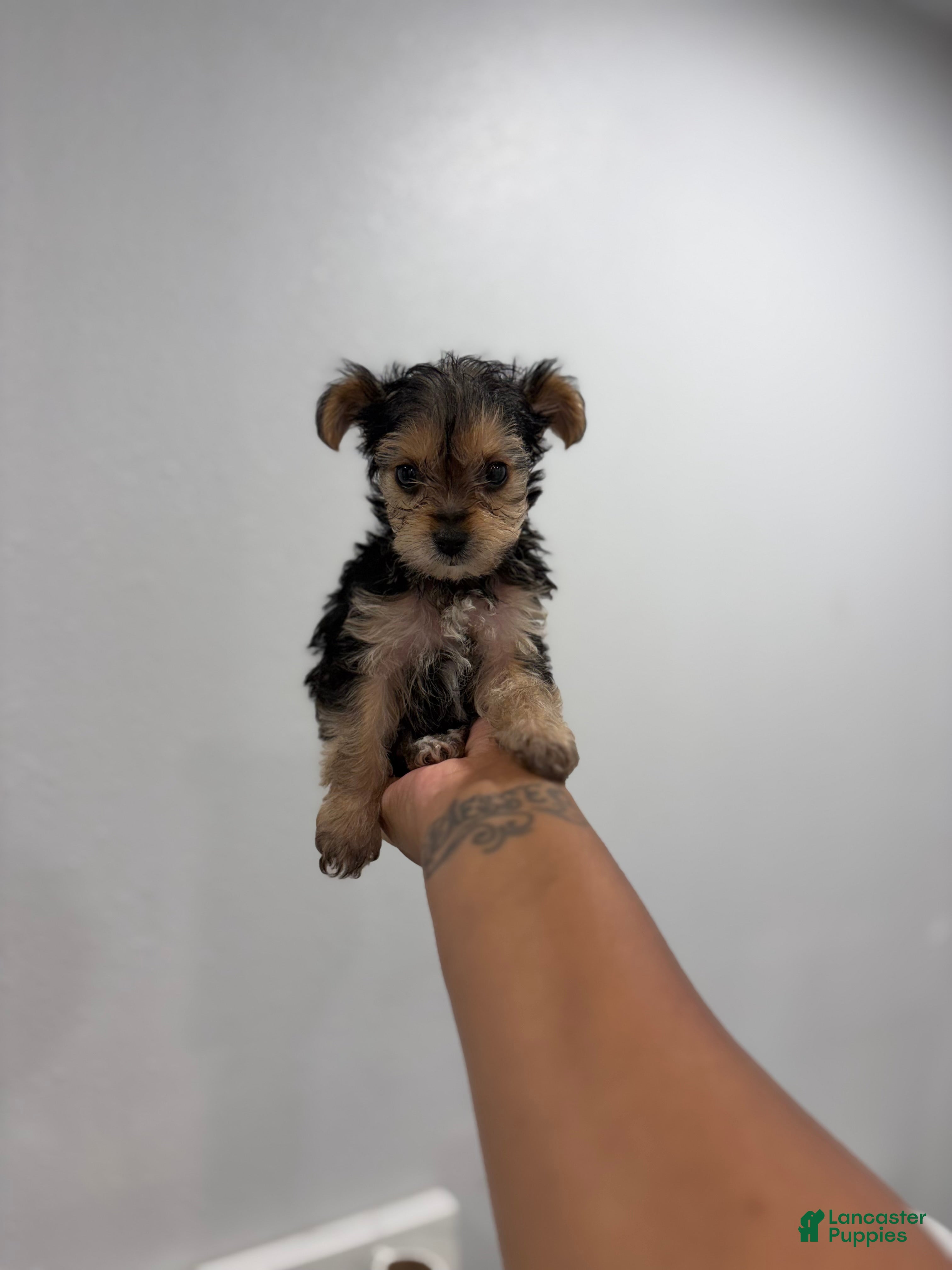 Yorkshire Terrier dogs King  - Ad 2