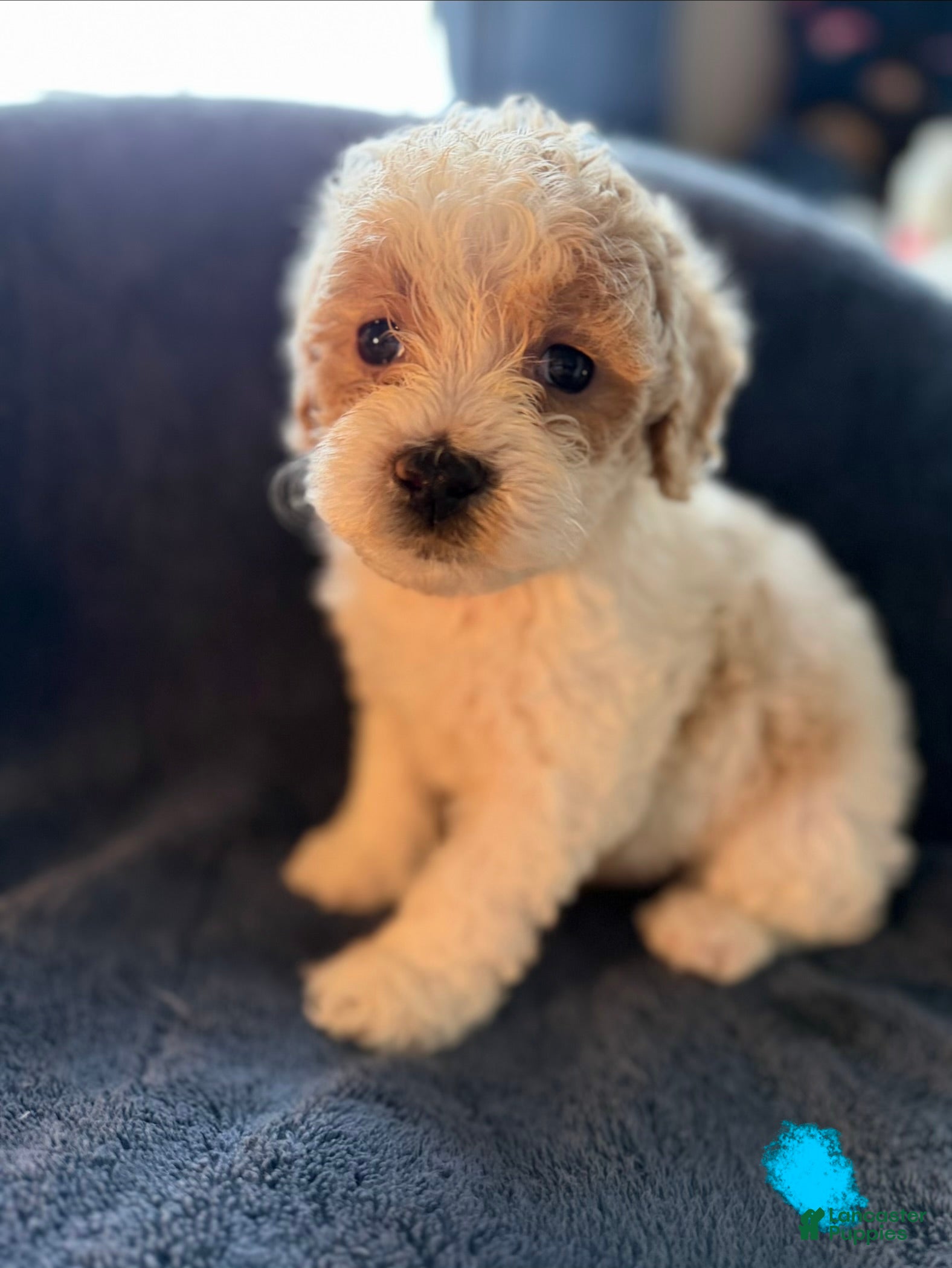 Havapoo dogs Rocky - Ad 38