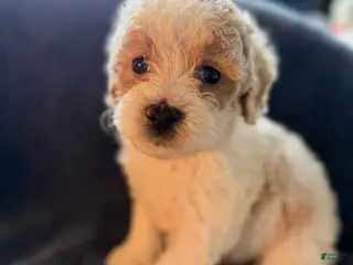 Havapoo dogs Rocky - Ad 38