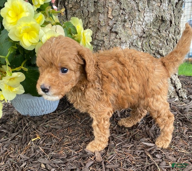 Mini Goldendoodle dogs Dusty- mini/ petite - Ad 2