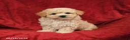 Maltipoo dogs for sale: Matthew - Ad 4