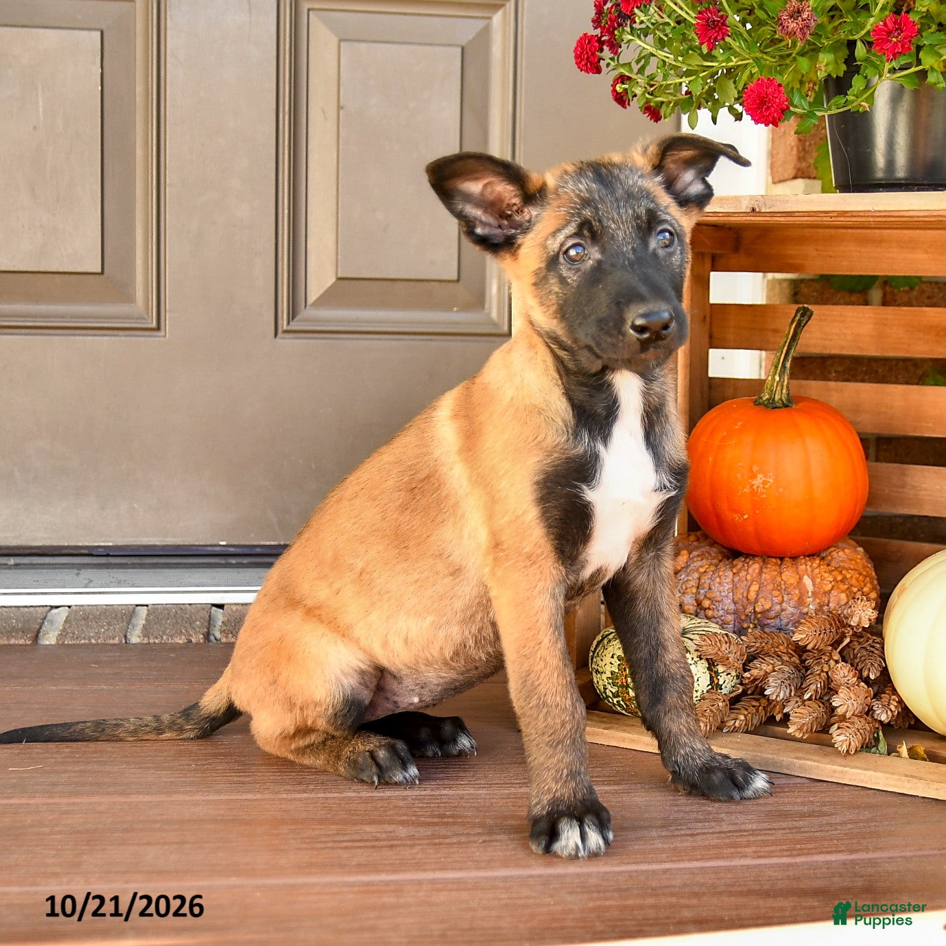 Belgian Malinois dogs for sale: Aurora - Ad 1