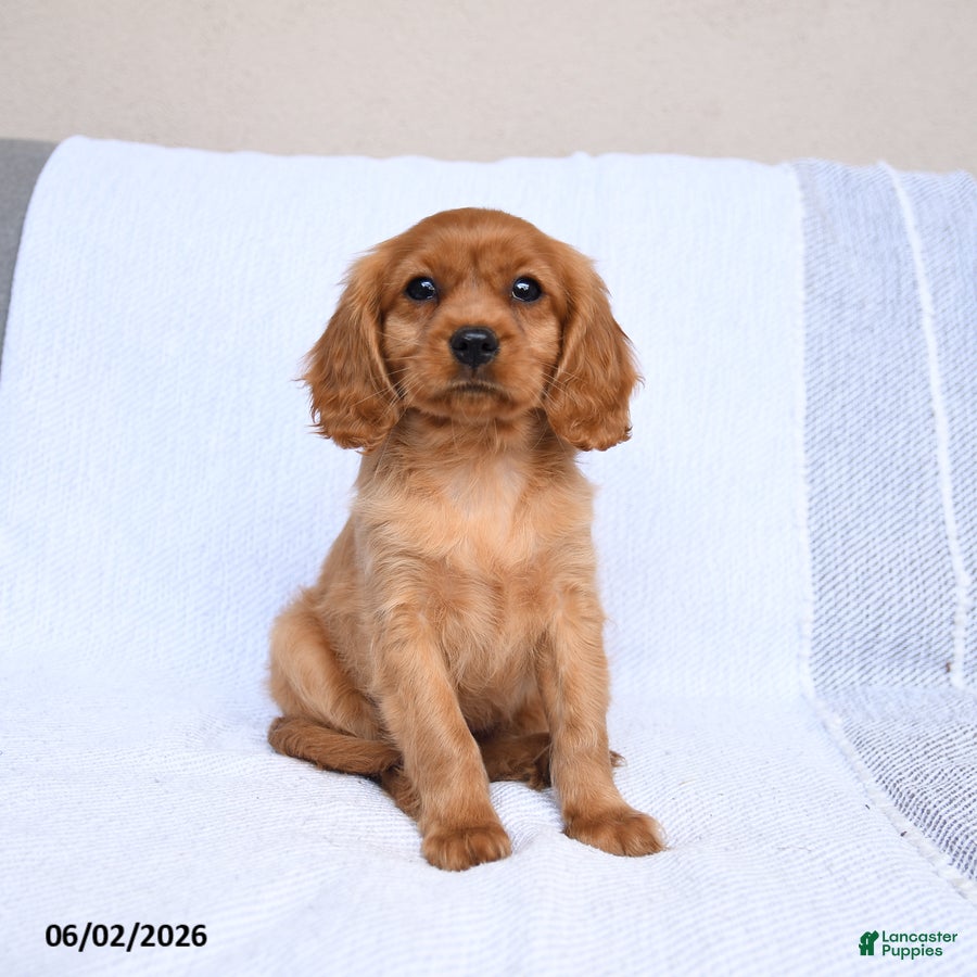 Miniature Golden Retriever dogs Bailey - Ad 2