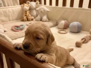 Havapoo dogs Mario - Ad 23