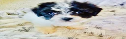 Havanese dogs for sale: Sophie - Ad 1