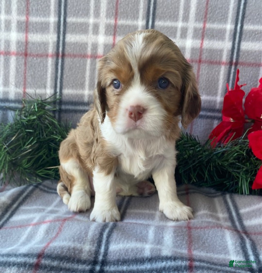 Cavalier King Charles Spaniel dogs for sale: Joy - Ad 3