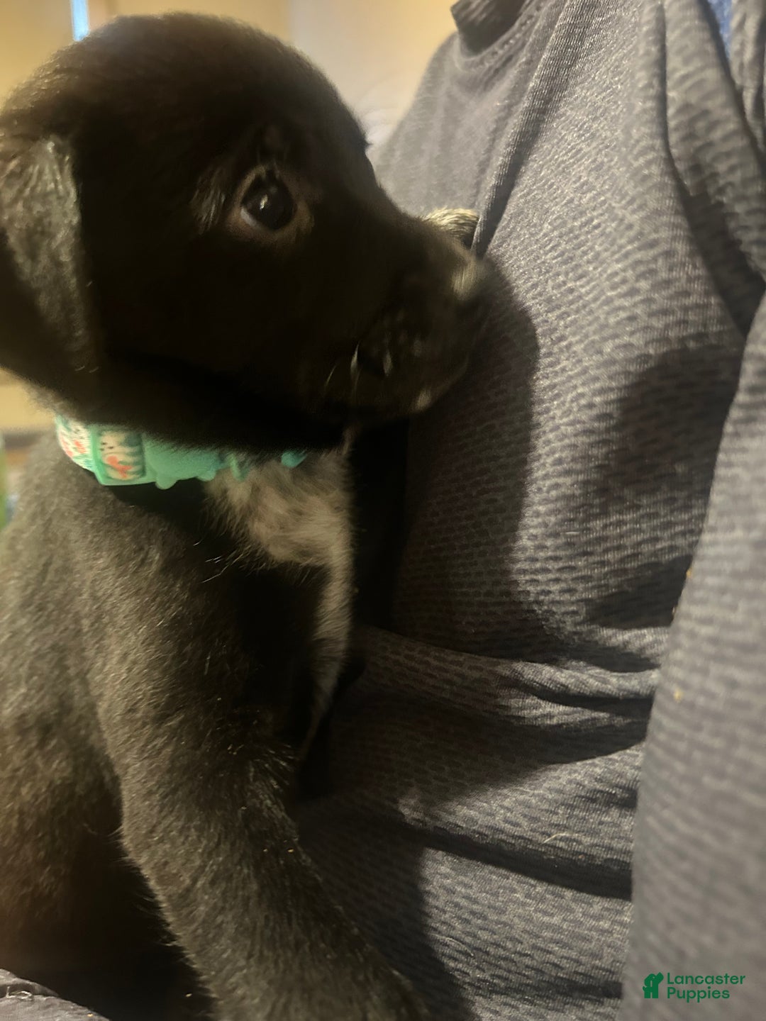 Mixed Breed dogs for sale: Jill - Ad 1