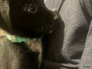 Mixed Breed dogs Jill - Ad 24