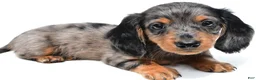 Miniature Dachshund dogs for sale: Kyler - Ad 8