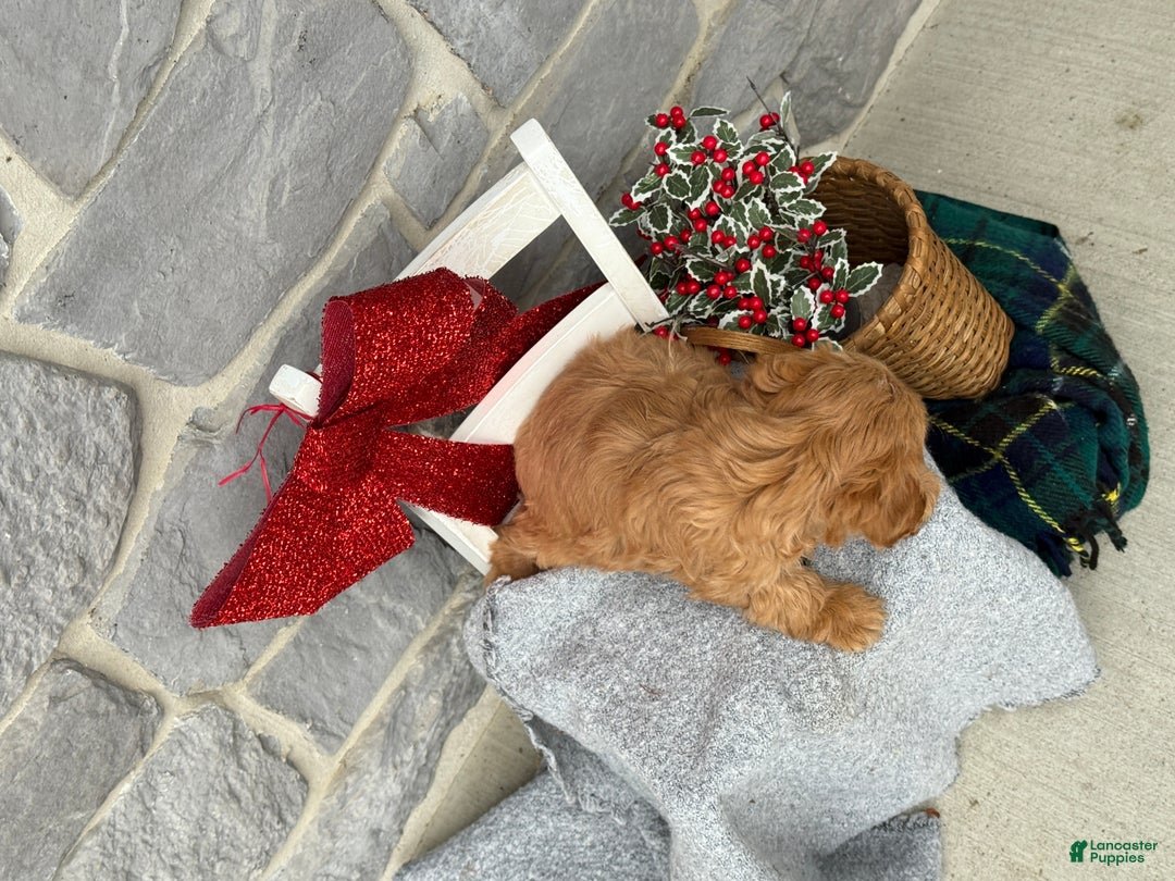 Cavapoo dogs for sale: Alita - Ad 11