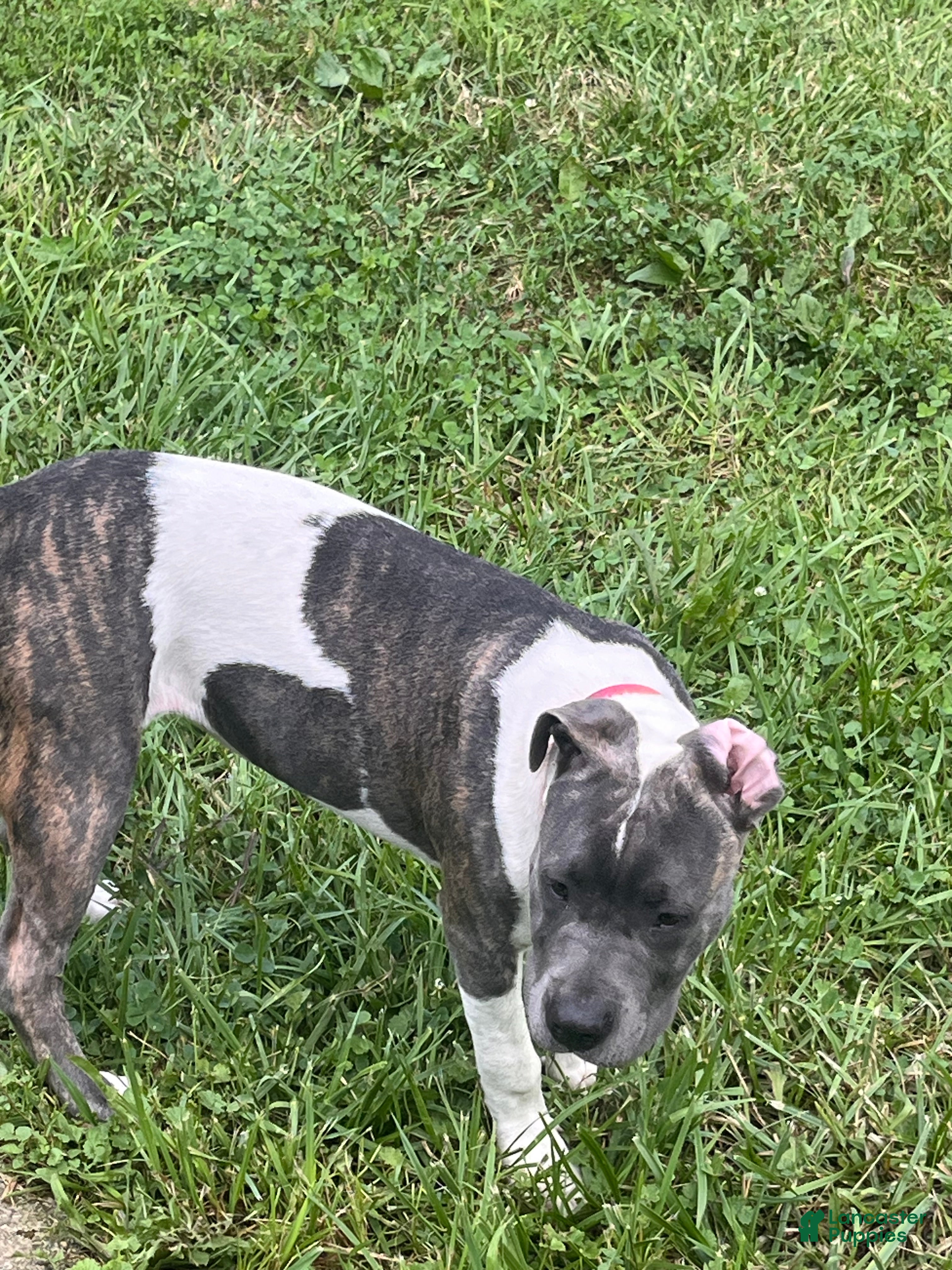 Mixed Breed dogs Mixed Breed 2 - Ad 2