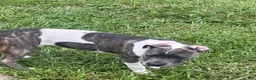 Mixed Breed dogs for sale: Mixed Breed 7 - Ad 2