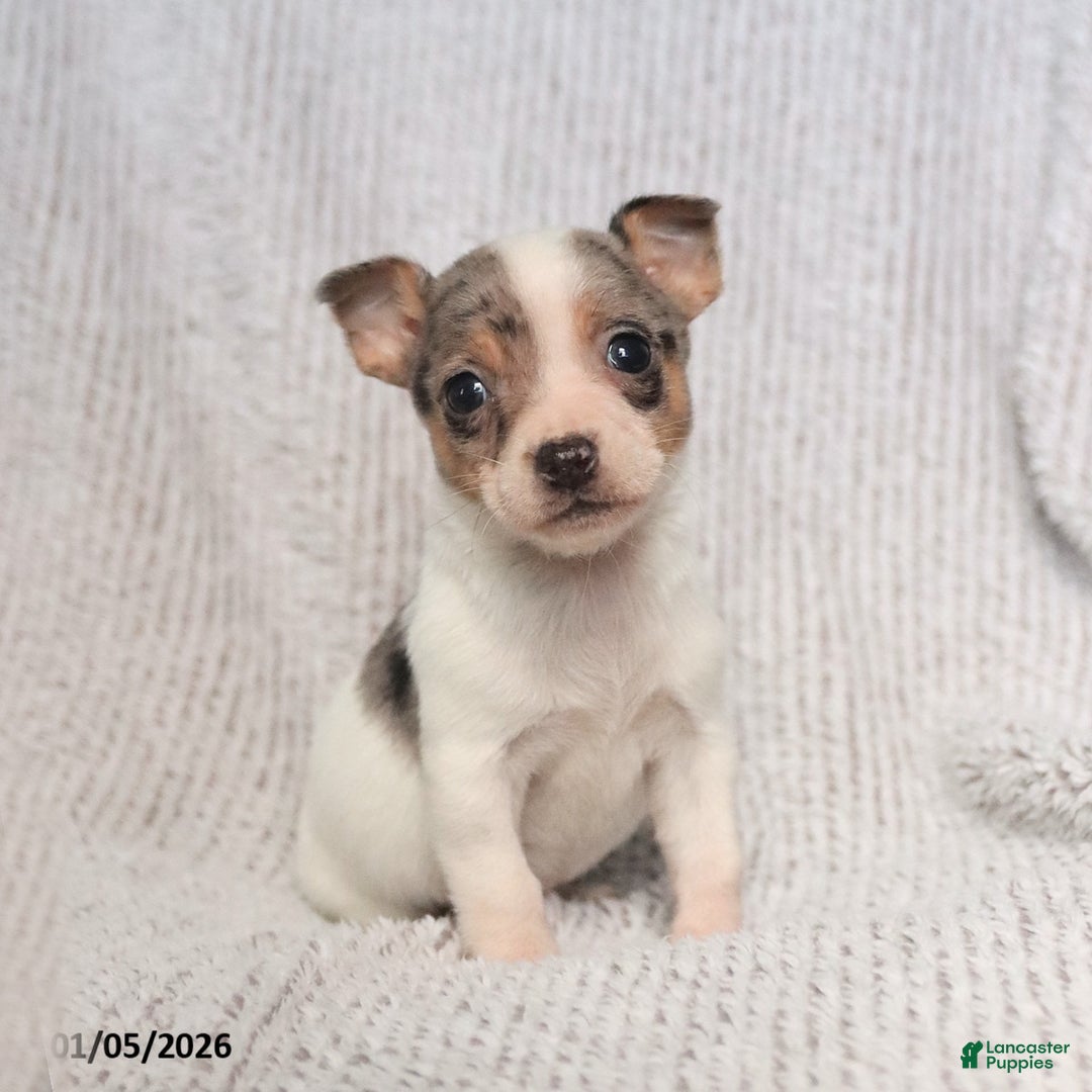 Mixed Breed dogs for sale: Scout - Ad 1