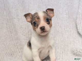 Mixed Breed dogs Scout - Ad 6