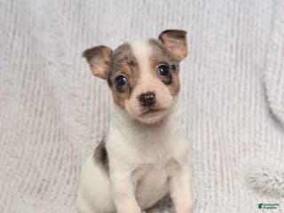 Mixed Breed dogs Scout - Ad 4