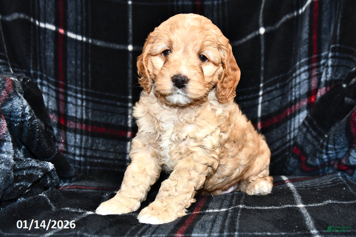 Cockapoo dogs Mason - Ad 2
