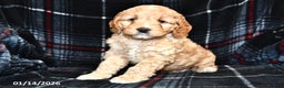 Cockapoo dogs for sale: Mason - Ad 2