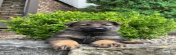 German Shepherd dogs for sale: Western - Ad 5