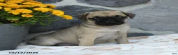 Pug dogs for sale: Peanut  - Ad 1