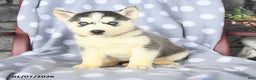 Siberian Husky dogs for sale: Bobby - Ad 1