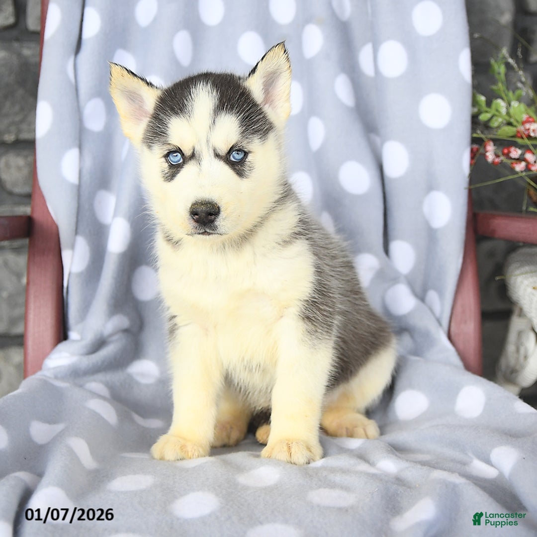 Siberian Husky dogs for sale: Bobby - Ad 1