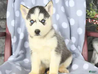 Siberian Husky dogs Bobby - Ad 26