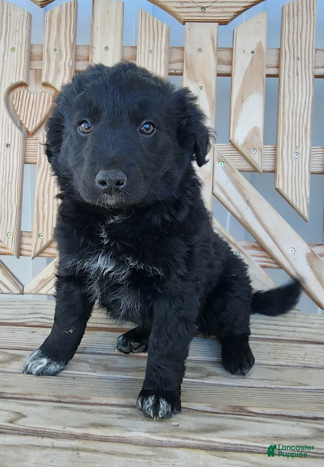 Mixed Breed dogs for sale: Mixed Breed Puppy 1 - Ad 4