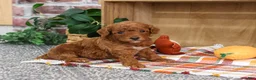 Miniature Poodle dogs for sale: Apollo - Ad 1