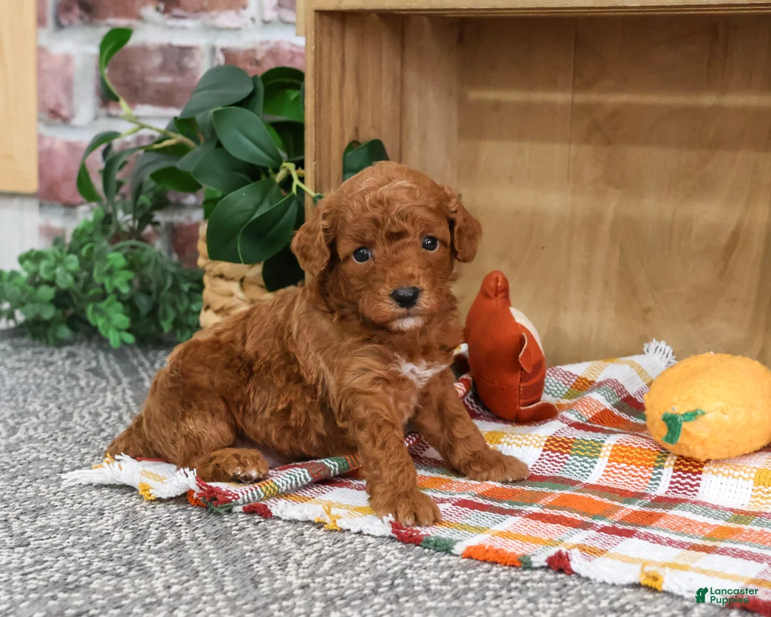 Miniature Poodle dogs for sale: Apollo - Ad 1