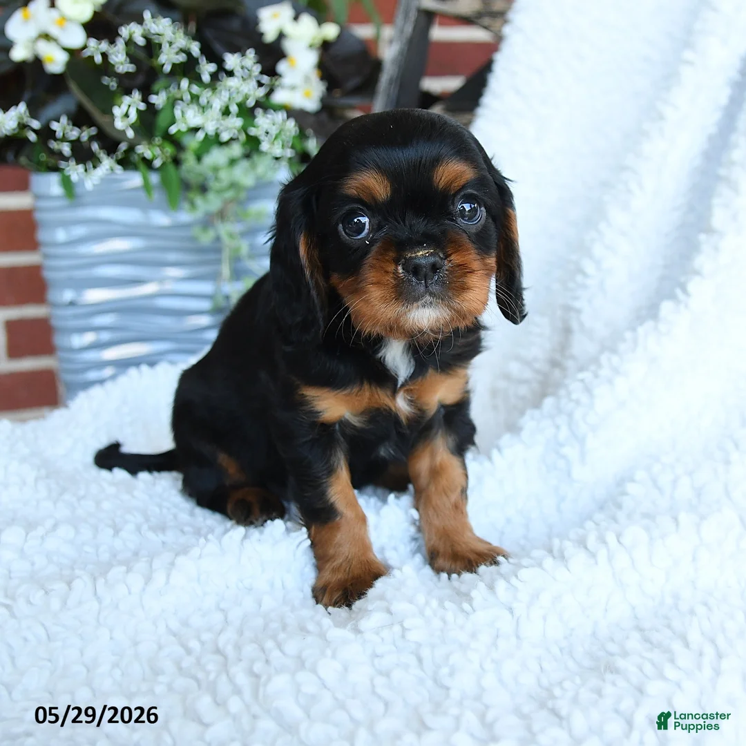 Cavalier King Charles Spaniel dogs for sale: Dexter - Ad 3