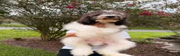 Goldendoodle dogs for sale: Champ - Ad 2