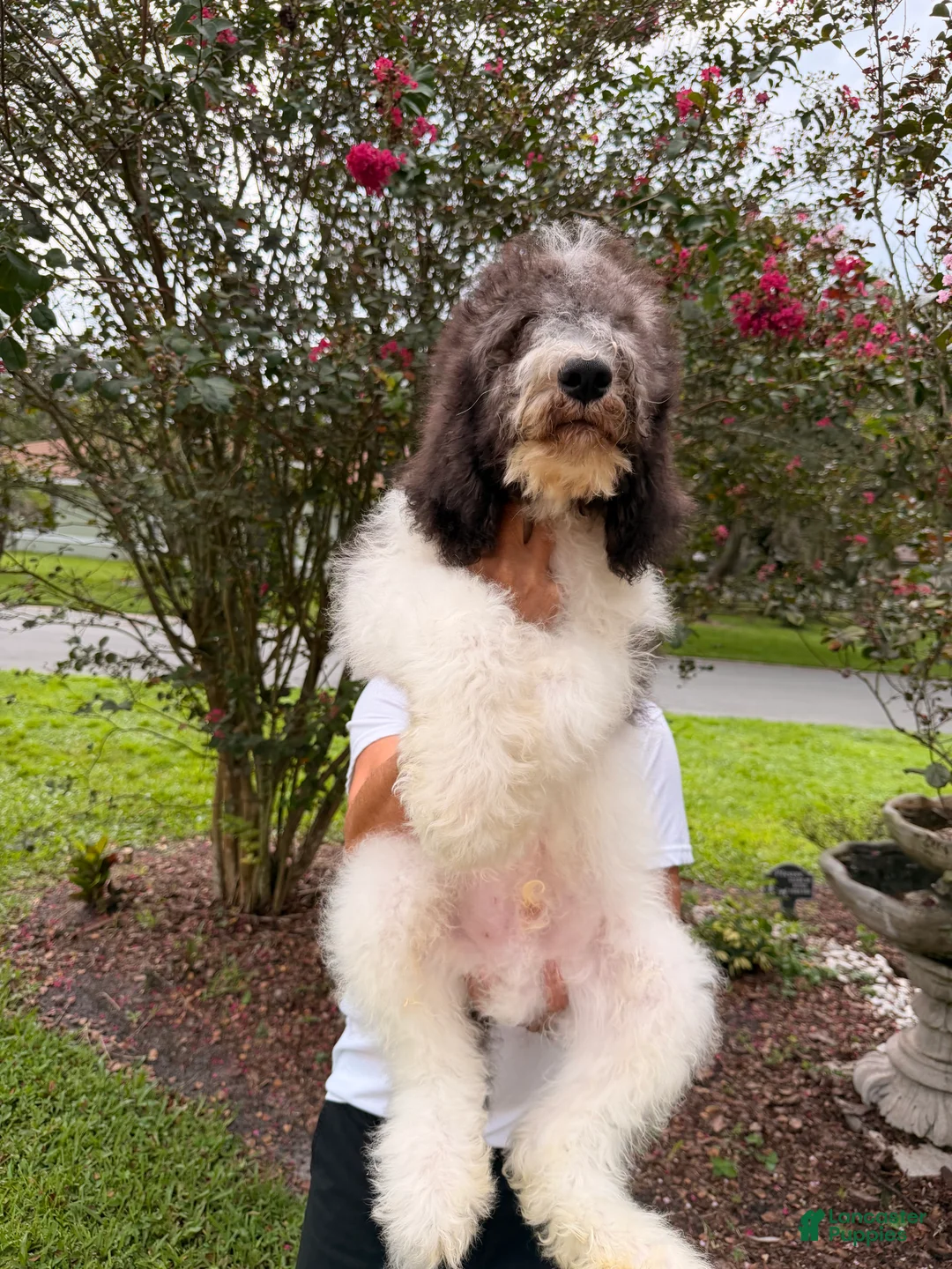 Goldendoodle dogs for sale: Champ - Ad 2