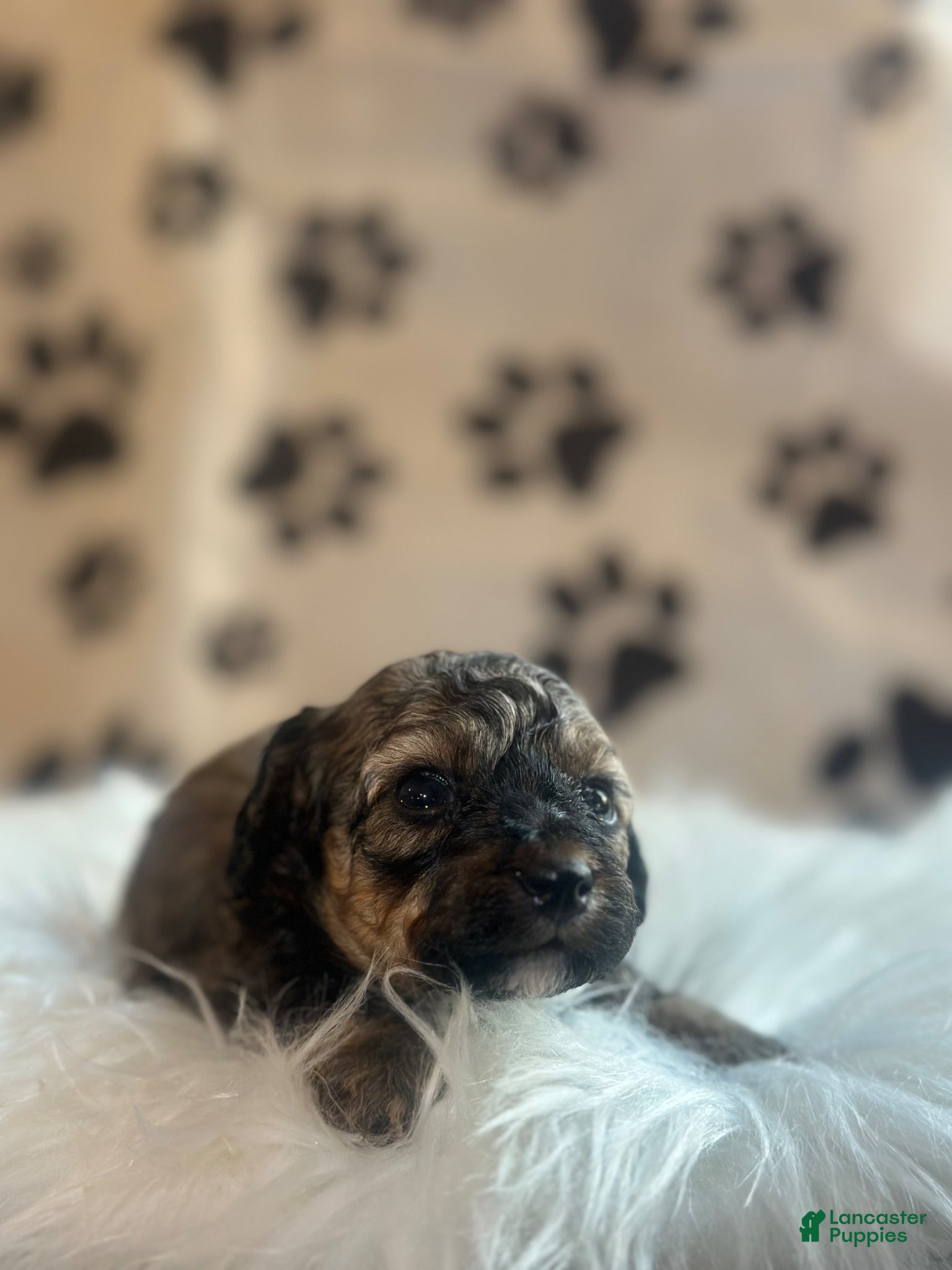 Toy Poodle dogs Milan  - Ad 2