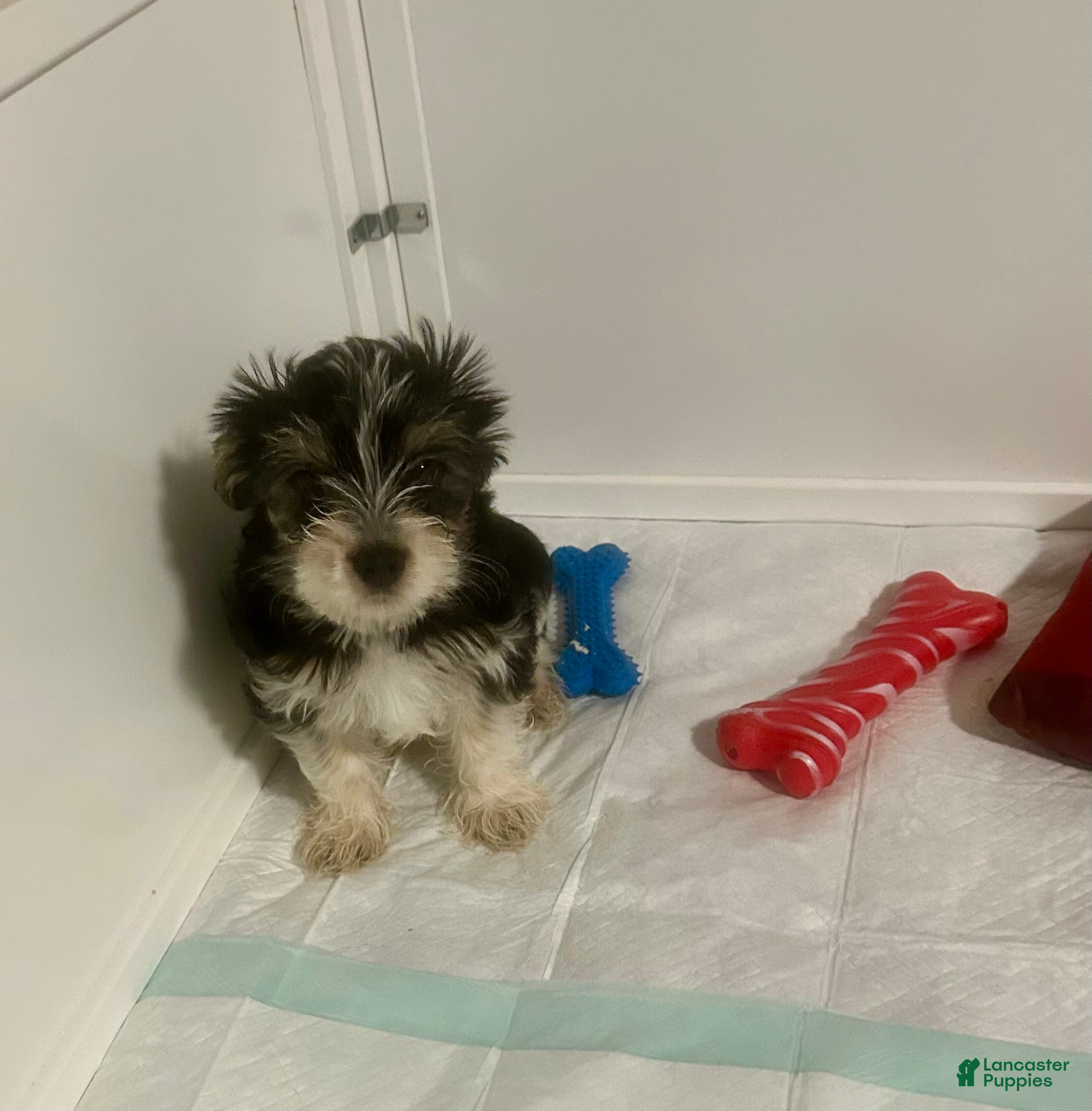 Yorkshire Terrier dogs Yorkshire Terrier Puppy 1 - Ad 6