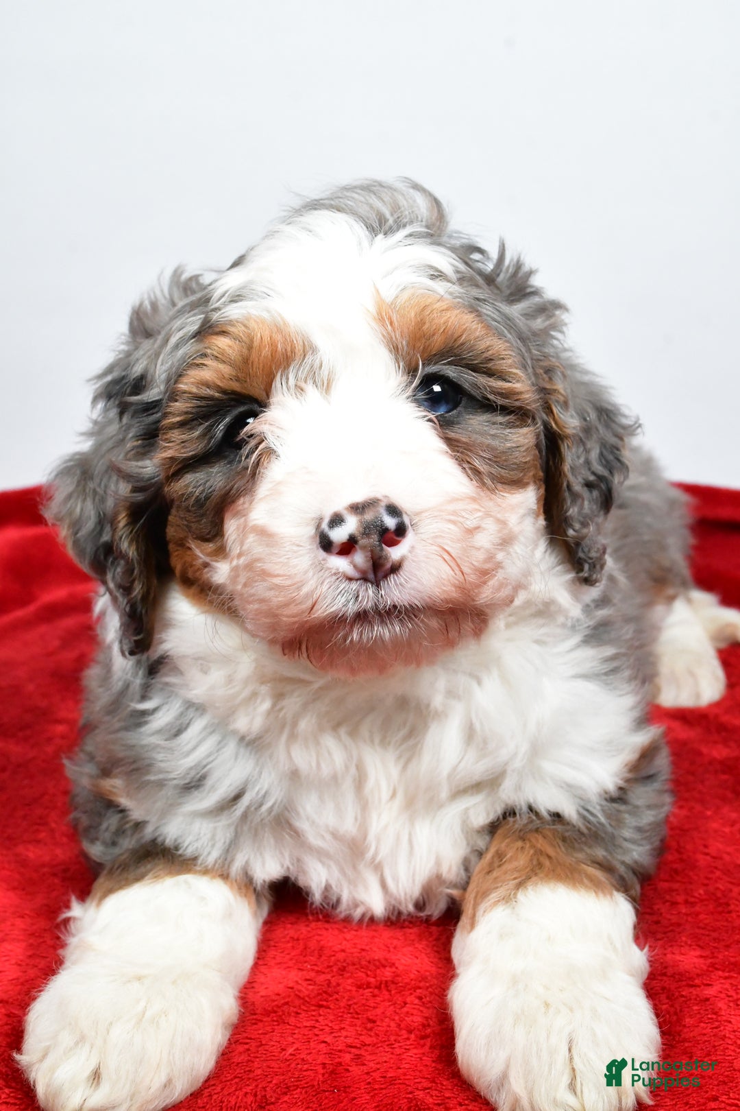 Mini Bernedoodle dogs for sale: Lola - Ad 2