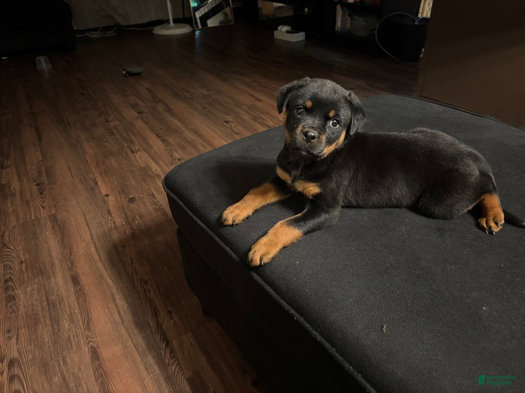Rottweiler dogs for sale: Nae - Ad 12