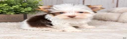 Yorkshire Terrier dogs for sale: Jack - Ad 4