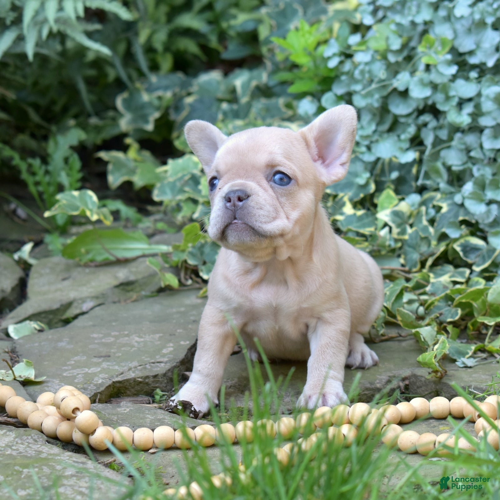 French Bulldog dogs Autumn - Ad 2