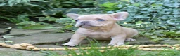 French Bulldog dogs for sale: Autumn - Ad 2