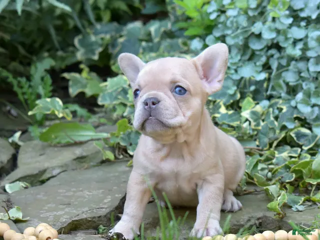 French Bulldog dogs for sale: Autumn - Ad 2
