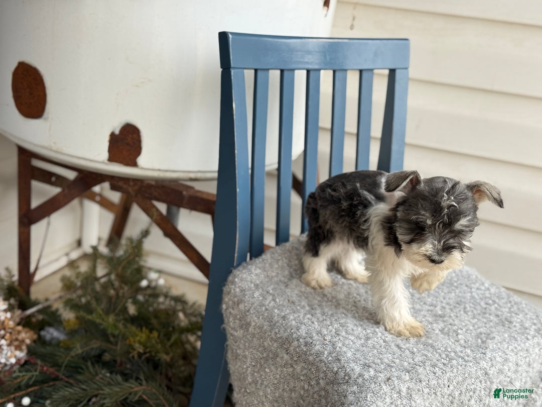 Miniature Schnauzer dogs for sale: Dancer - Ad 12