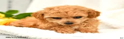 Toy Poodle dogs for sale: Tricia - Ad 4