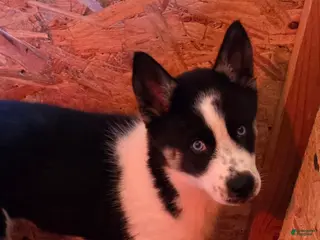 Siberian Husky dogs Siberian Husky Puppy 1 - Ad 24