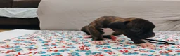 Boxer dogs for sale: Boxer 3 - Ad 2