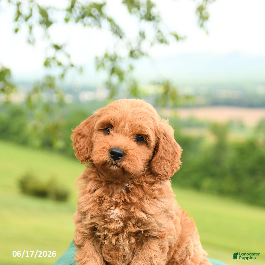 Mini Goldendoodle dogs Albert - Ad 2