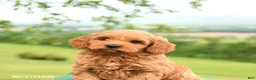 Mini Goldendoodle dogs for sale: Albert - Ad 2