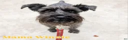 Miniature Schnauzer dogs for sale: "Tigger" - Ad 3