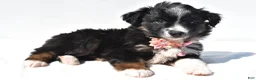 Miniature Australian Shepherd dogs for sale: Izzy - Ad 8