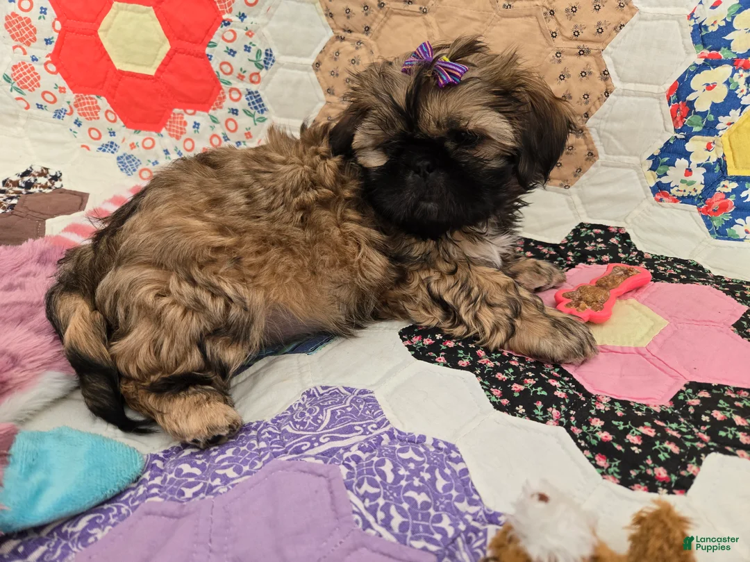 Shih Tzu dogs for sale: Dallas - Ad 6